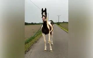 Záchrana zraku dvouletého koně Merlina