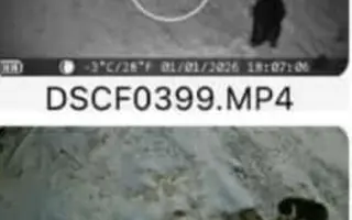 Brdy ji schovaly, lidé ji našli - pomozme fence Týnce uzdravit tlapku 🐾