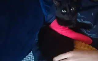 Pomoc pro 8 statečných 😺