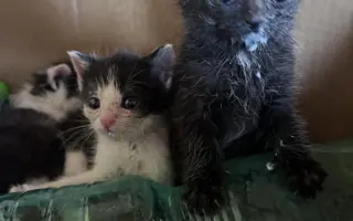Pomohli jste uhradit veterinární péči pro kočičky z Kočičího štěstí, z.s.