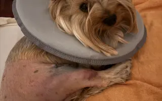 Pomozme Willíčkovi k operaci a mamince Wellince s léčbou!