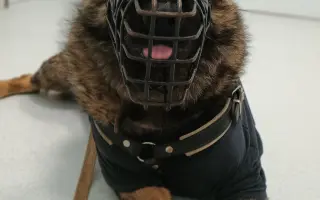 Pomoc Furině v boji s lupusem (SLE)