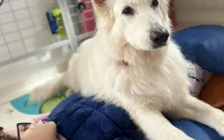 Naděje pro Elišku na pobyt v Physio Canis 💙