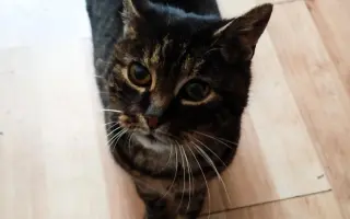 Kočičky Teta a Babča si zaslouží život bez bolesti