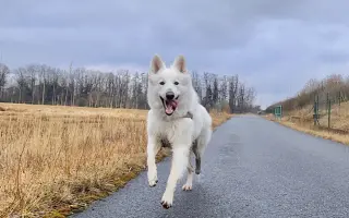 Dvě kolínka pro Oriho. Pomozte Orimu na tlapky
