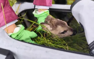 Dron - naděje pro srnčata