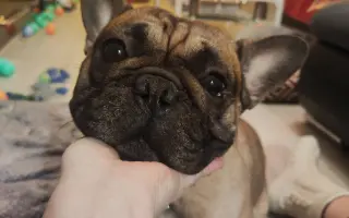 Operace očí a endoskopie pro buldočka Edu