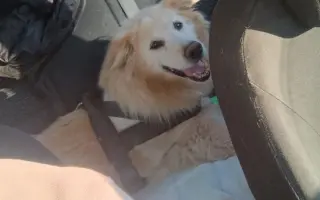 FOXY čekal 10 let na domov. Konečně ho našel. Teď bojuje o život.