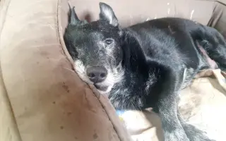 PSÍ BÁBINKY A DĚDULÍNCI - ROČNÍ PODPORA!