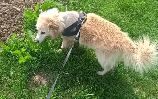 FOXY čekal 10 let na domov. Konečně ho našel. Teď bojuje o život.