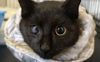 Pomoc s úhradou veterinárních nákladů 🙏