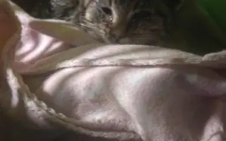 Pomoc pro kočky a koťátka Kočky u Katky