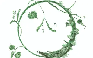 Vydejte s námi knihu o adaptogenech a objevte tajemství vitality a dlouhověkosti