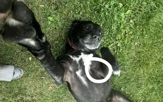 Pomoc pro Leilu po operaci nádoru