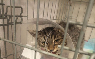 Pomozte nám zachránit nemocnou kočičí tlupu v Uhříněvsi