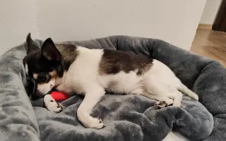 Šance na bezbolestný pohyb pro Pupika