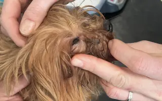 Pomozte nemocnému Maxovi a 14 drobečkům z velkomnožírny!