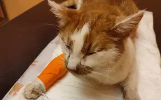 Pomůžete kočičkám bez domova?