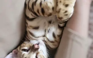 Boj o život rodinného kocourka