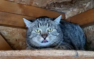 Veterinární péče pro kočičky z Kočičího štěstí, z.s. 🐈‍⬛