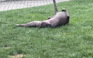 Sheilinka už dvakrát vyhrála. Pomozme jí bojovat potřetí.