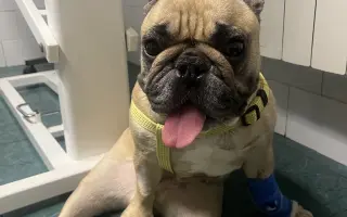 Podpořme Bubbu, statečnou buldočici na vozíčku