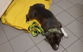 Pomozte Rockymu na nohy