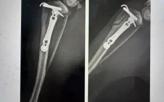 Pomozme Welle po nálezech rakoviny vidět, Daře k pohybu a Willymu ke zdraví