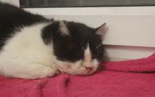 Pomozte nám zachránit 14 koček v ohrožení života!