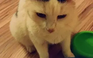 Nekonečný boj o záchranu zvířecích životů 😢