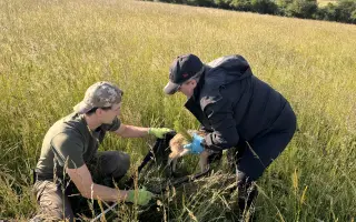 Zachraň s námi srnčátka a ostatní mláďata volně žijící zvěře před sekačkami