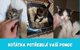 Koťátka potřebují vaší pomoc