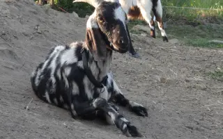 Zachraňte domov odloženým zvířátkům! Pomozte nám zabezpečit stodolu!