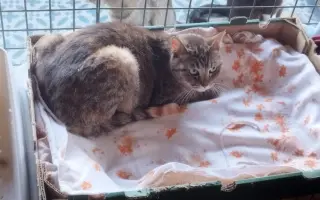 Pomozme Kukačce vyhrát boj s vážnou nemocí