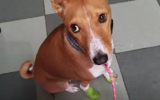 Billinka znovu bojuje o život – pomozte jí ho vyhrát