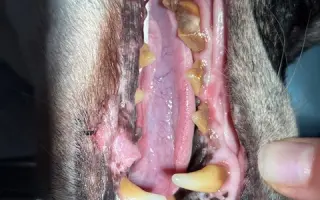 Voříškov přijal 45 nových chlupáčů - pomůžete spolu s námi změnit jejich příběh?