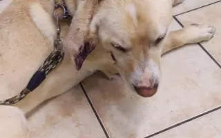 Veterinární pomoc naším svěřencům