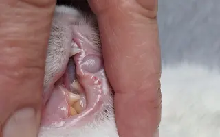 9 nalezených Lásek