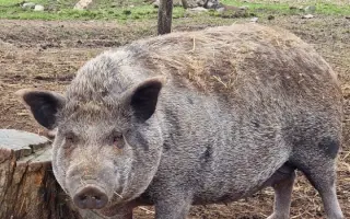 Zachraňte domov odloženým zvířátkům! Pomozte nám zabezpečit stodolu! Zachraňte domov odloženým zvířátkům! Pomozte nám zabezpečit stodolu!