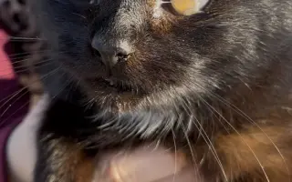 Lepší život pro kočky na Berounsku !