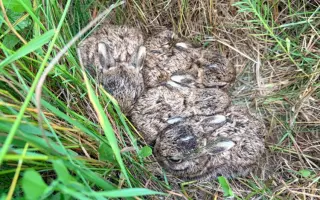 Létající záchranář – DRON na záchranu srnčat a dalších mláďat před sečením