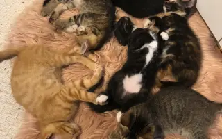 Šance na život pro Ouška a další kočičky z našeho depozita