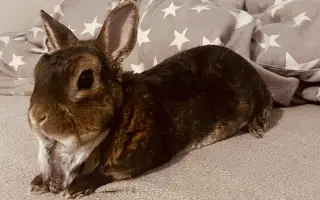 Pomoc pro králíčka, život zachrání operace čelisti
