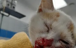 🎄 Rok 2026 pro kočky v Mostě – Pomozte nám ho zvládnout