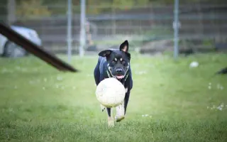 Pomozte nám ulevit Persimu od bolesti