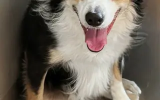 Zachraňme společně nemocného Badýska