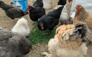 Pidifarma z lesa - společně budujeme bezpečné místo pro zvířata bez klecí