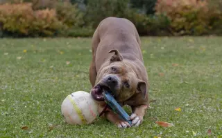 Výběhy naděje pro pejsky v nouzi