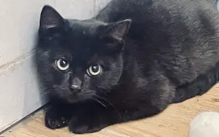 Pomozte❤️ Srdce pro zvířata - naděje pro opuštěné