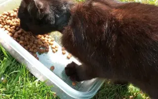Pomoc pro opuštěná zvířátka - Kastrace, veterina, krmeni, kočkolit
